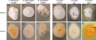 Identification of Zoophilic Dermatophytes Using MALDI-TOF Mass Spectrometry